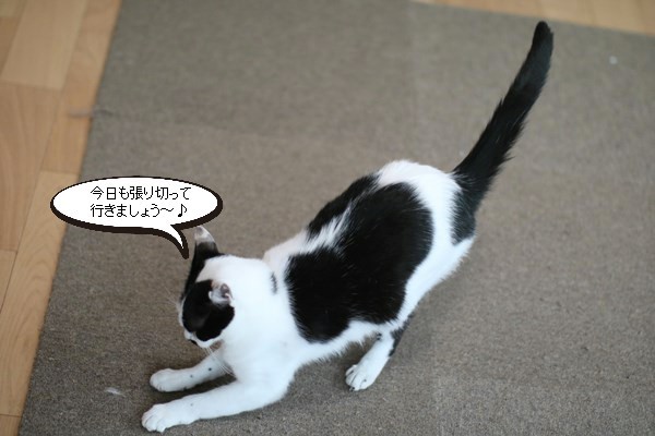保護猫さん達も自粛生活 保護猫さんのご縁探し 保護猫さん達も自粛生活 保護猫さんのご縁探し