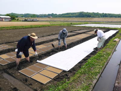 れんげを肥料に使い無農薬栽培の「七城町砂田のこだわりれんげ米」残りわずか!れんげの花咲く様子(2020)_a0254656_17324716.jpg