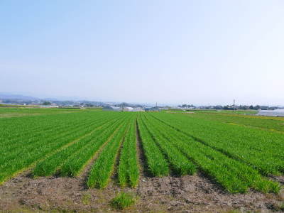 れんげを肥料に使い無農薬栽培の「七城町砂田のこだわりれんげ米」残りわずか!れんげの花咲く様子(2020)_a0254656_17380924.jpg
