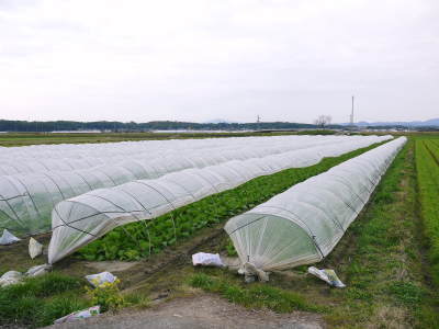 れんげを肥料に使い今年も変わらぬ美味しさに「七城町砂田のこだわりれんげ米」れんげの花咲く様子(2021)_a0254656_17394929.jpg