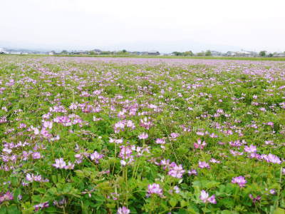 れんげを肥料に使い無農薬栽培の「七城町砂田のこだわりれんげ米」残りわずか!れんげの花咲く様子(2020)_a0254656_17463651.jpg