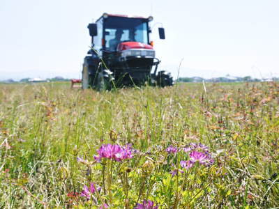 れんげを肥料に使い無農薬栽培の「七城町砂田のこだわりれんげ米」残りわずか!れんげの花咲く様子(2020)_a0254656_17535213.jpg