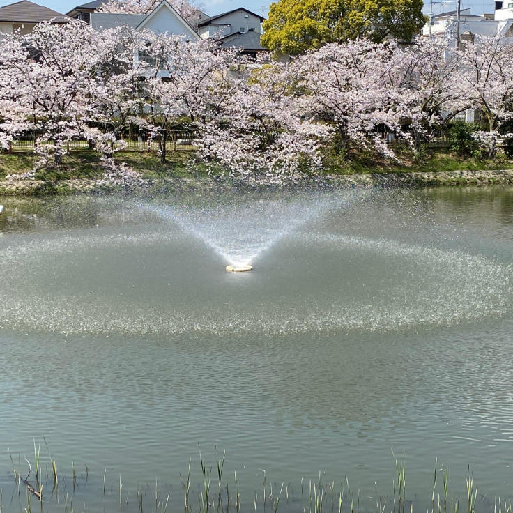 今年の夙川の桜_b0063958_09394605.jpg
