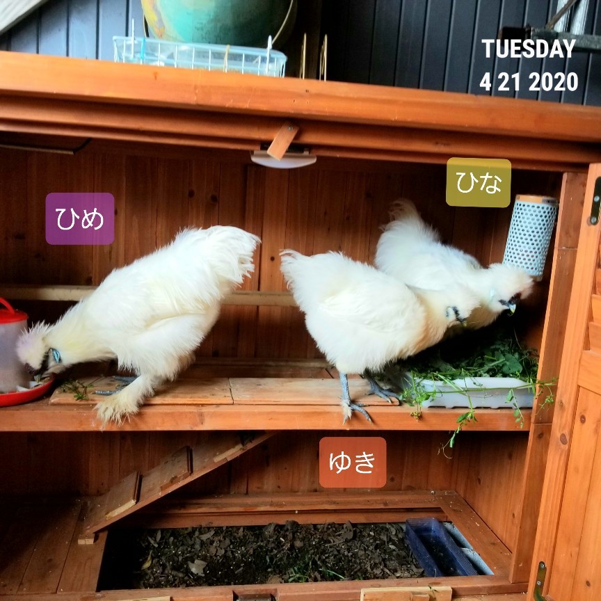 烏骨鶏のメスが鳴くとき 烏骨鶏かわいいブログ 烏骨鶏のメスが鳴くとき 烏骨鶏かわいいブログ