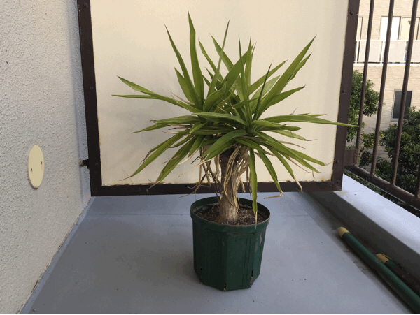 植え替え無精 ユッカ エレファンティペス サイキック迷子 植え替え無精 ユッカ エレファンティペス サイキック迷子
