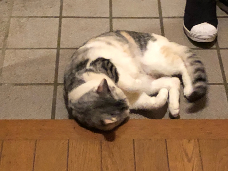 梅ちゃんの赤ちゃん返り?_e0355177_09452366.jpg