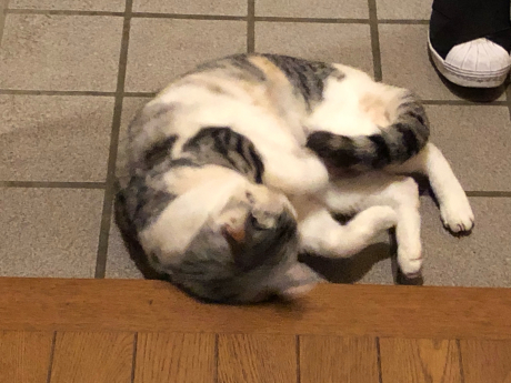梅ちゃんの赤ちゃん返り?_e0355177_09452756.jpg
