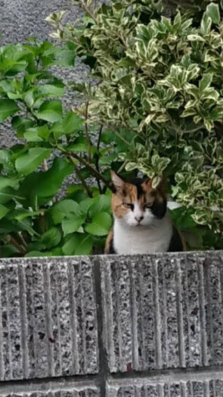 一番の功労者は_f0197985_23172760.jpg