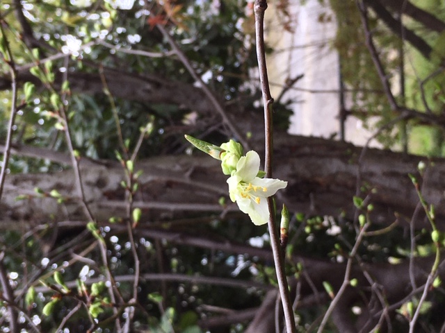 花言葉シリーズ プルーンの花 誠実な一生 グリーフケアこもれびのなか