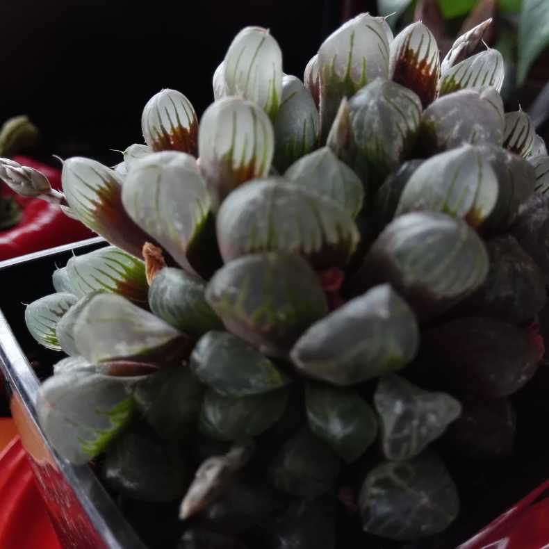 ハオルチアオブツーサ交配種の蕾 真夜中の植物園