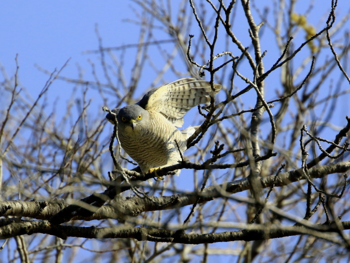 ツミ♀⑤：枝折る姿２０２０_c0319902_05263952.jpg