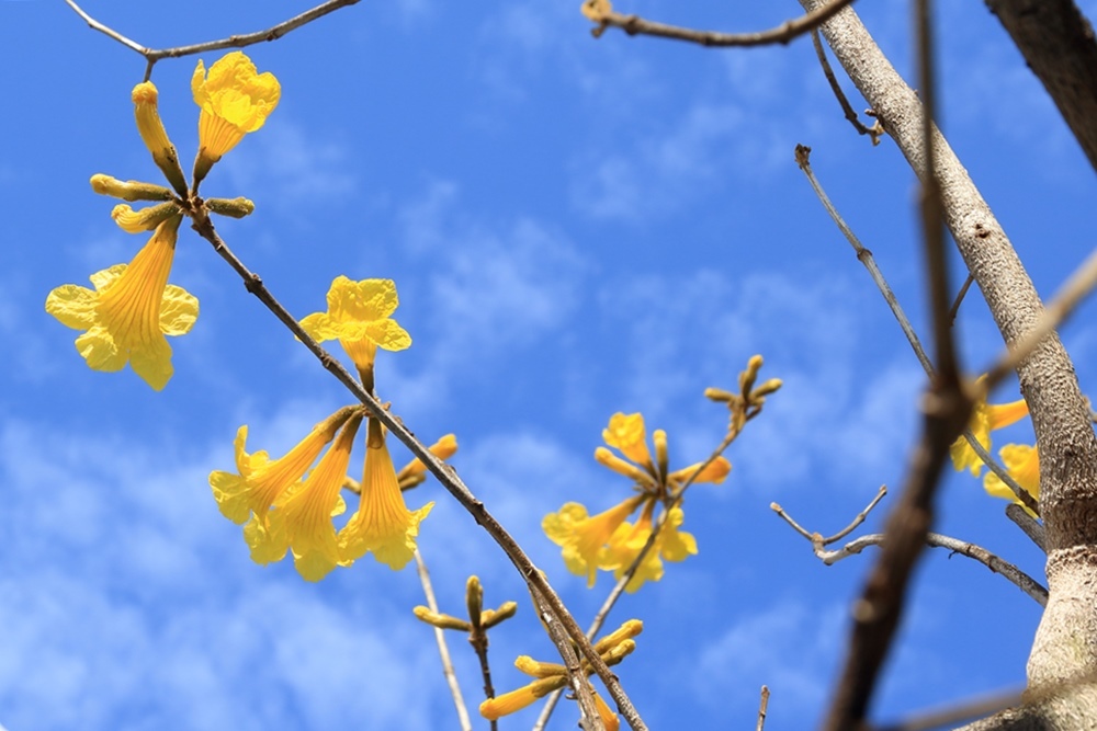 イペー 花 乾いた壁