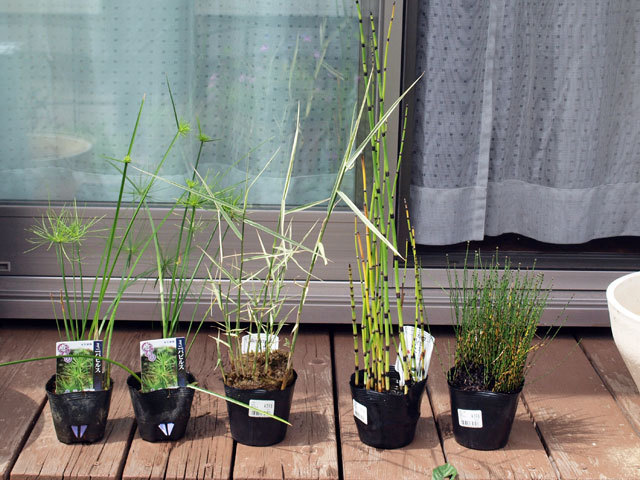 バケツで水生植物栽培 小さな庭と めだかのいる暮らし