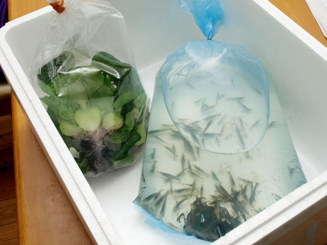 ミナミヌマエビとホテイ草 自動給餌器を購入 小さな庭と めだかのいる暮らし