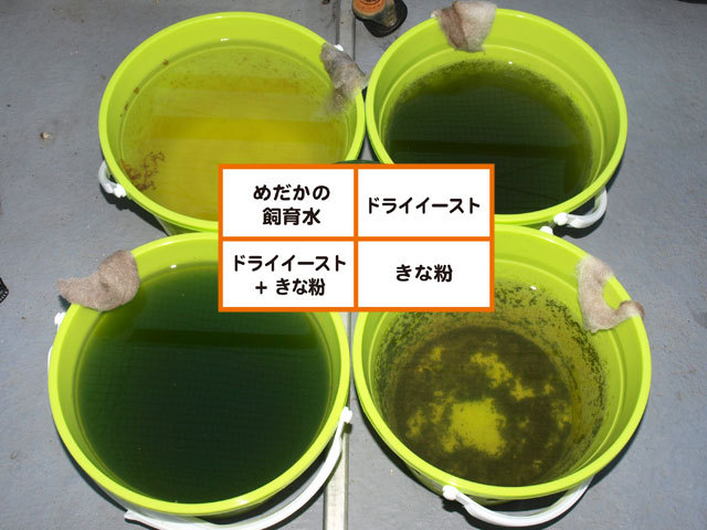 ミジンコ定点観測 その2 小さな庭と めだかのいる暮らし ミジンコ定点観測 その2 小さな庭と めだかのいる暮らし