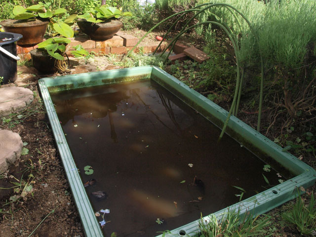 夏の汚いプラ舟池 お掃除しました 小さな庭と めだかのいる暮らし