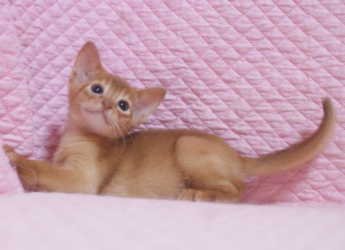 アビシニアン子猫 レッド坊や 3/1生まれ 2020’家族募集中_e0033609_15555623.jpg