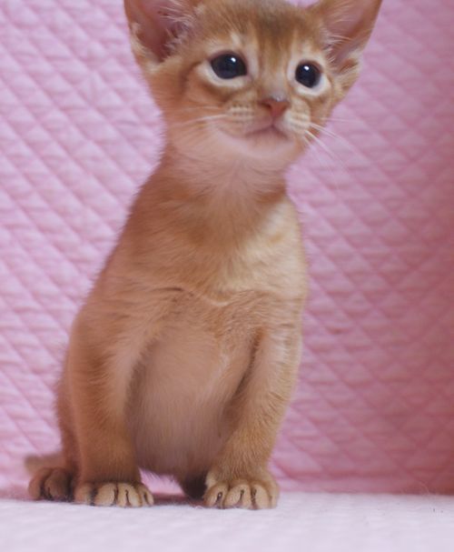 アビシニアン子猫 レッド坊や 3/1生まれ 2020’家族募集中_e0033609_15560300.jpg