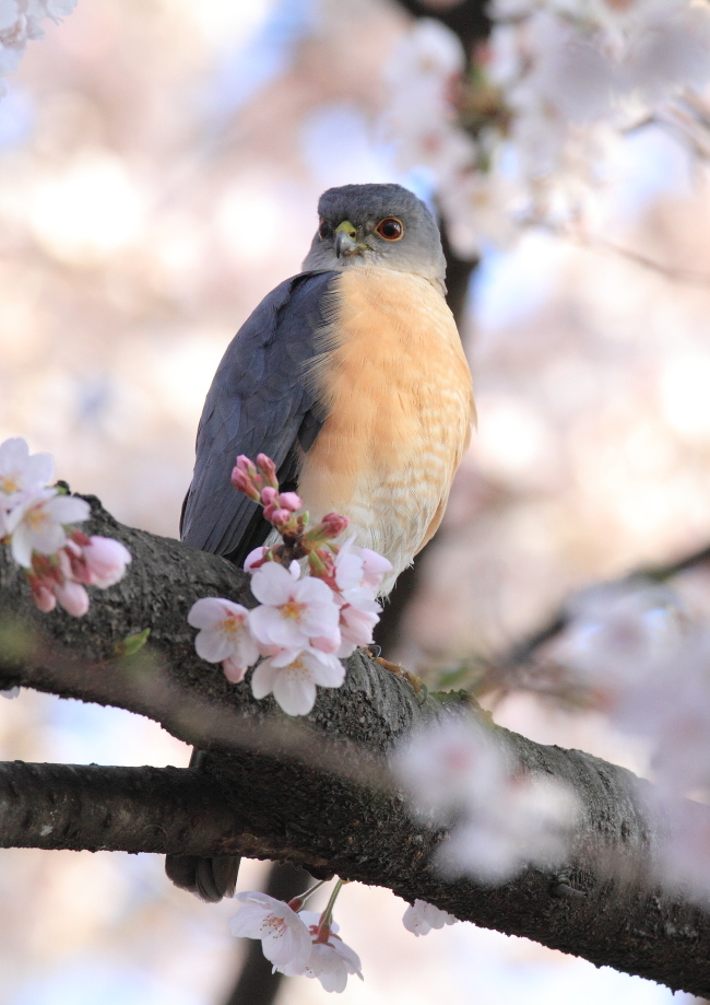 ツミ 早朝の桜の中で_f0369315_23333260.jpg