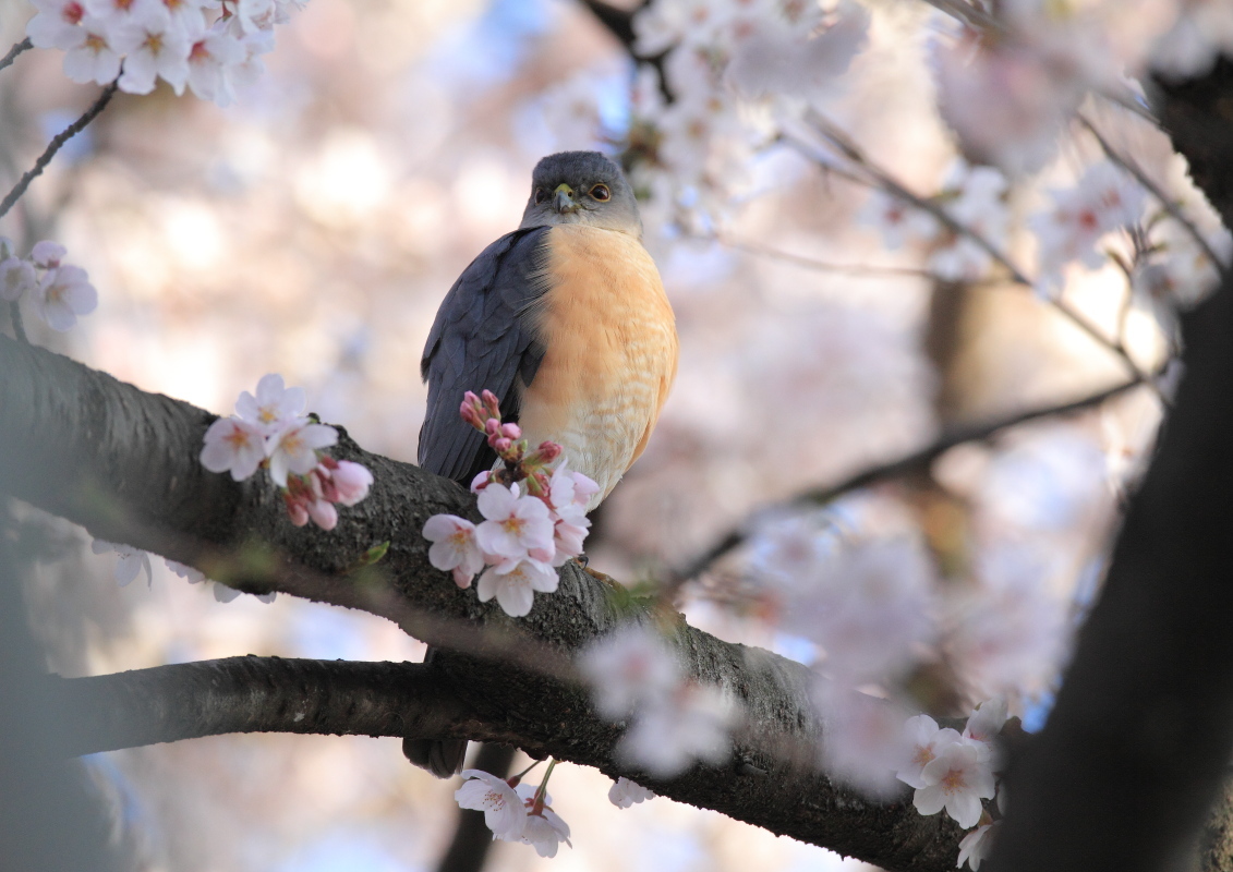 ツミ 早朝の桜の中で_f0369315_23333347.jpg