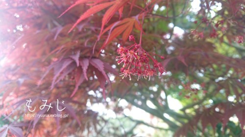 もみじ_f0156117_08303150.jpg
