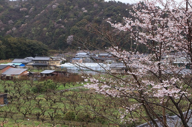 咢堂記念館への旅(撮影:3月29日)_e0321325_11081465.jpg