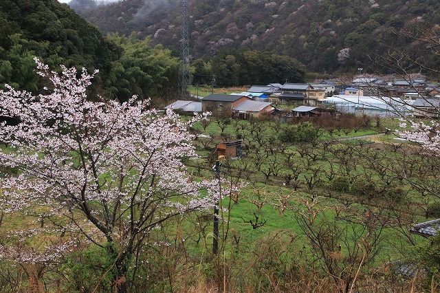 咢堂記念館への旅(撮影:3月29日)_e0321325_11085472.jpg