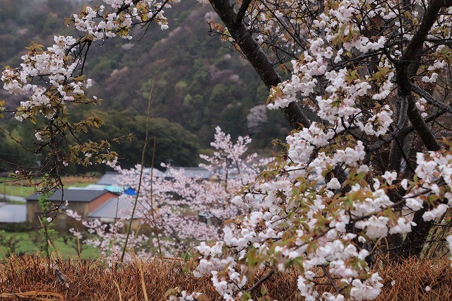 咢堂記念館への旅(撮影:3月29日)_e0321325_11090807.jpg
