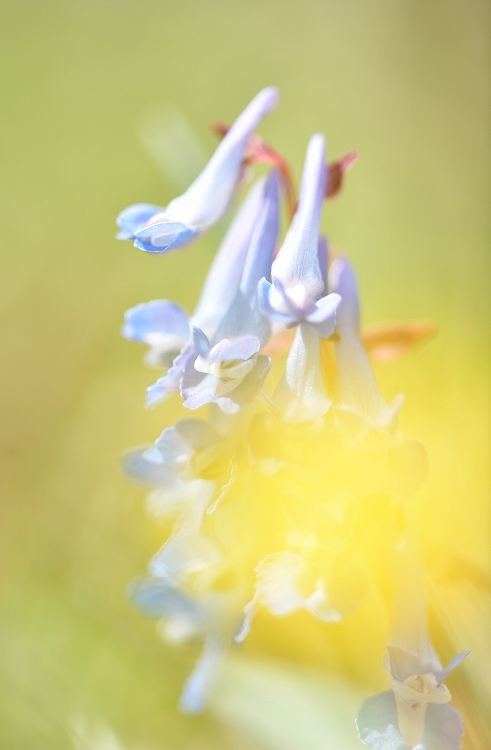 春の花たち～エゾエンゴサク_f0116528_20243921.jpg