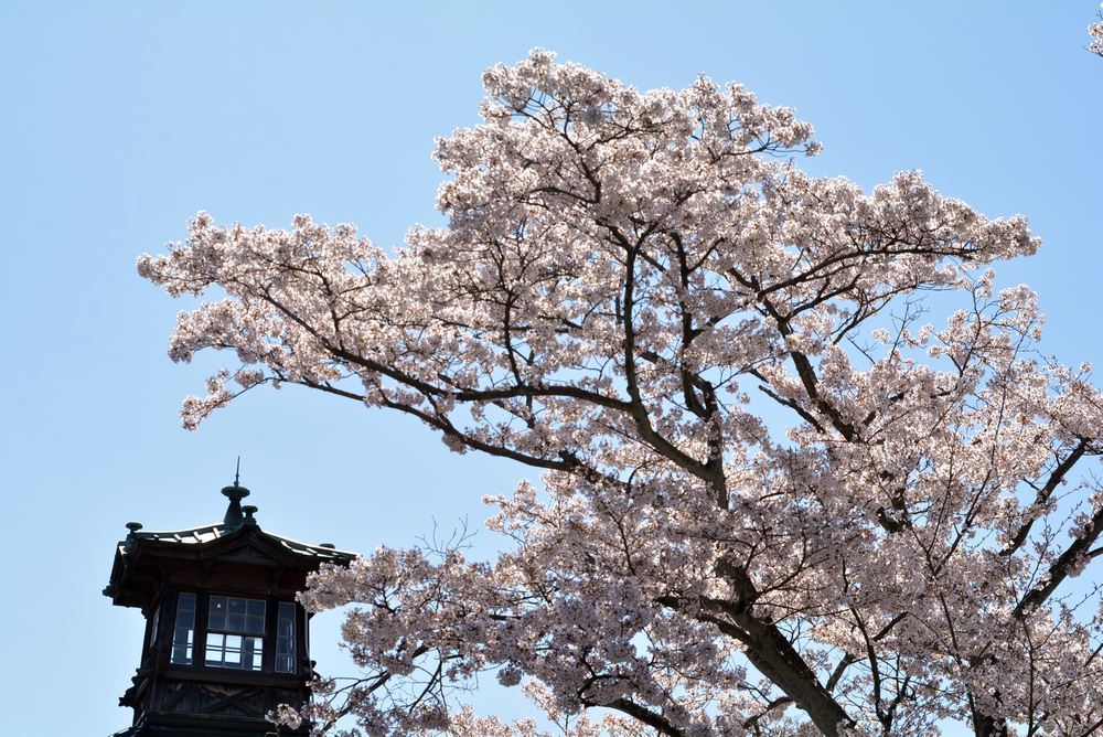 5丁目の桜_e0373930_20584413.jpg