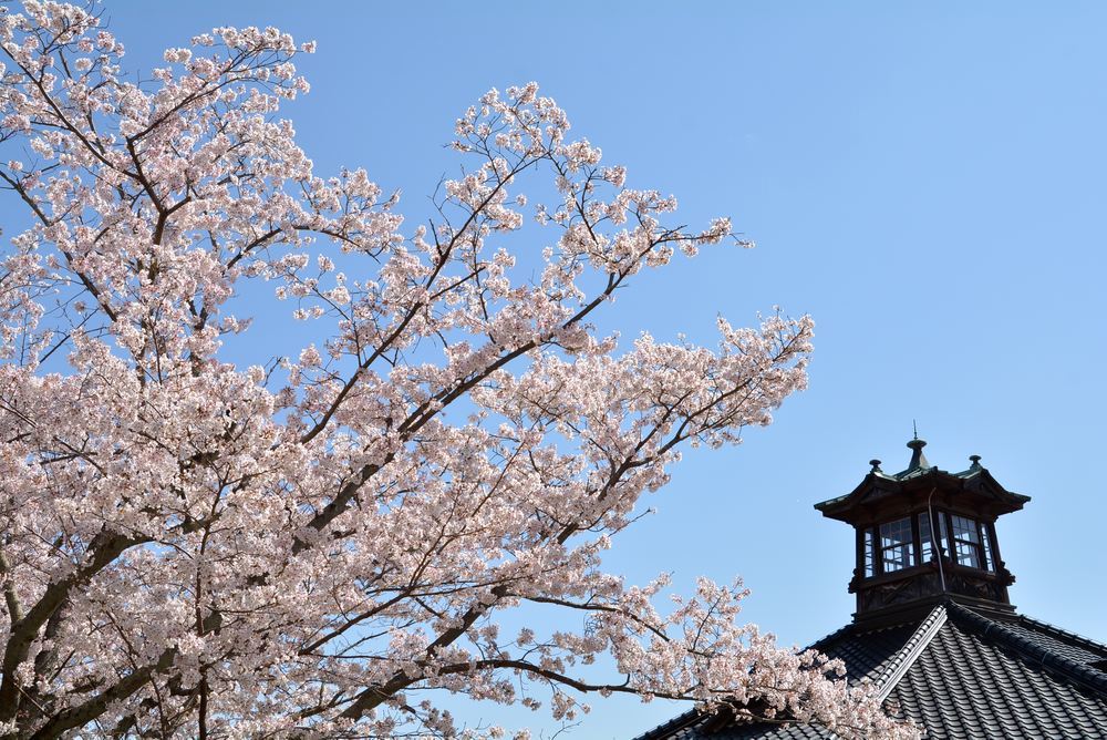 5丁目の桜_e0373930_20584484.jpg