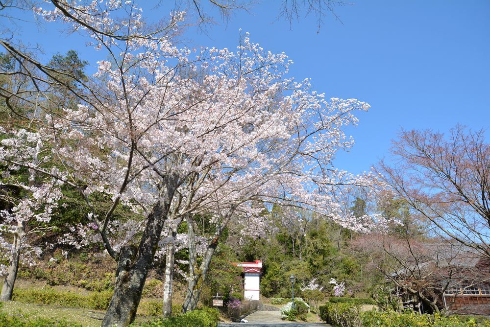 5丁目の桜_e0373930_20584502.jpg