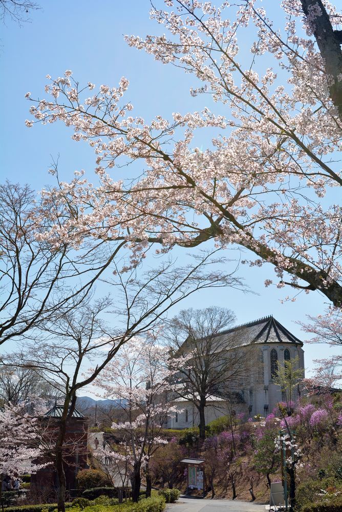 5丁目の桜_e0373930_20584519.jpg