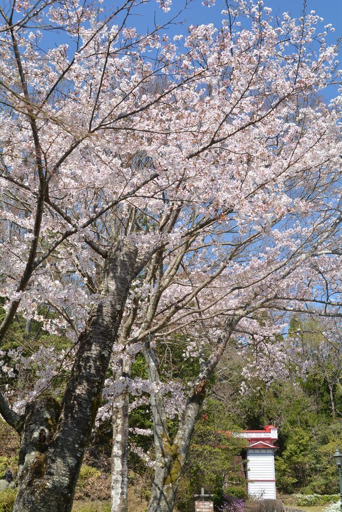 5丁目の桜_e0373930_20584586.jpg