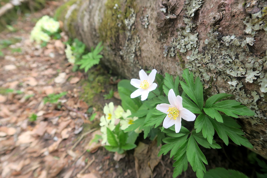 今もきっと野の花彩るラヴェルナの森_f0234936_7211057.jpg