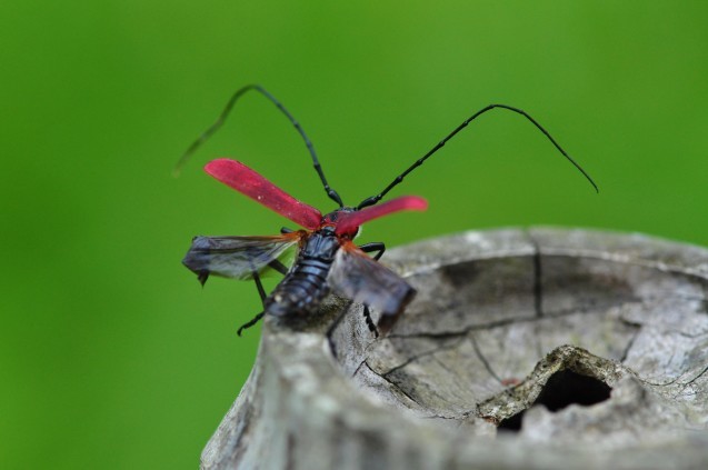 毒がありそうなカミキリムシ La Nature