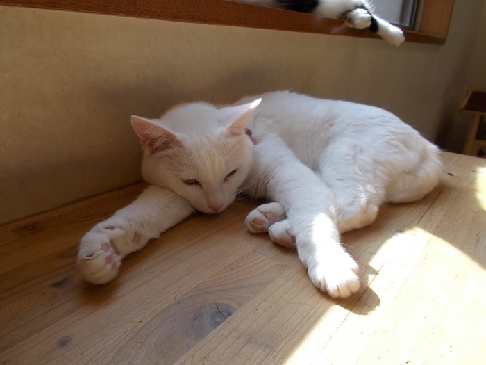 タモリ倶楽部で猫カフェ ネコと文学と猫ブンガク