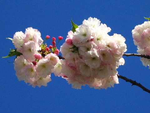 コロナウイルス感染と栄養学の関係性。_b0141773_20580369.jpg