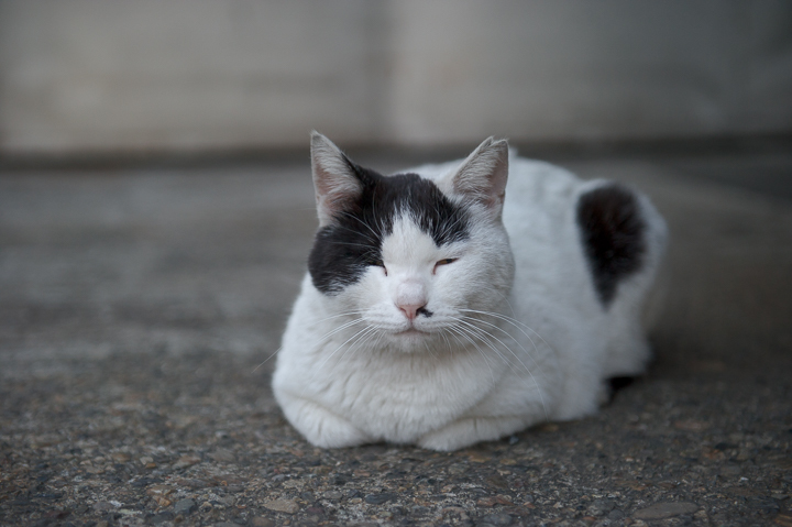 待て ネコは猫でも 野良猫写真 待て ネコは猫でも 野良猫写真