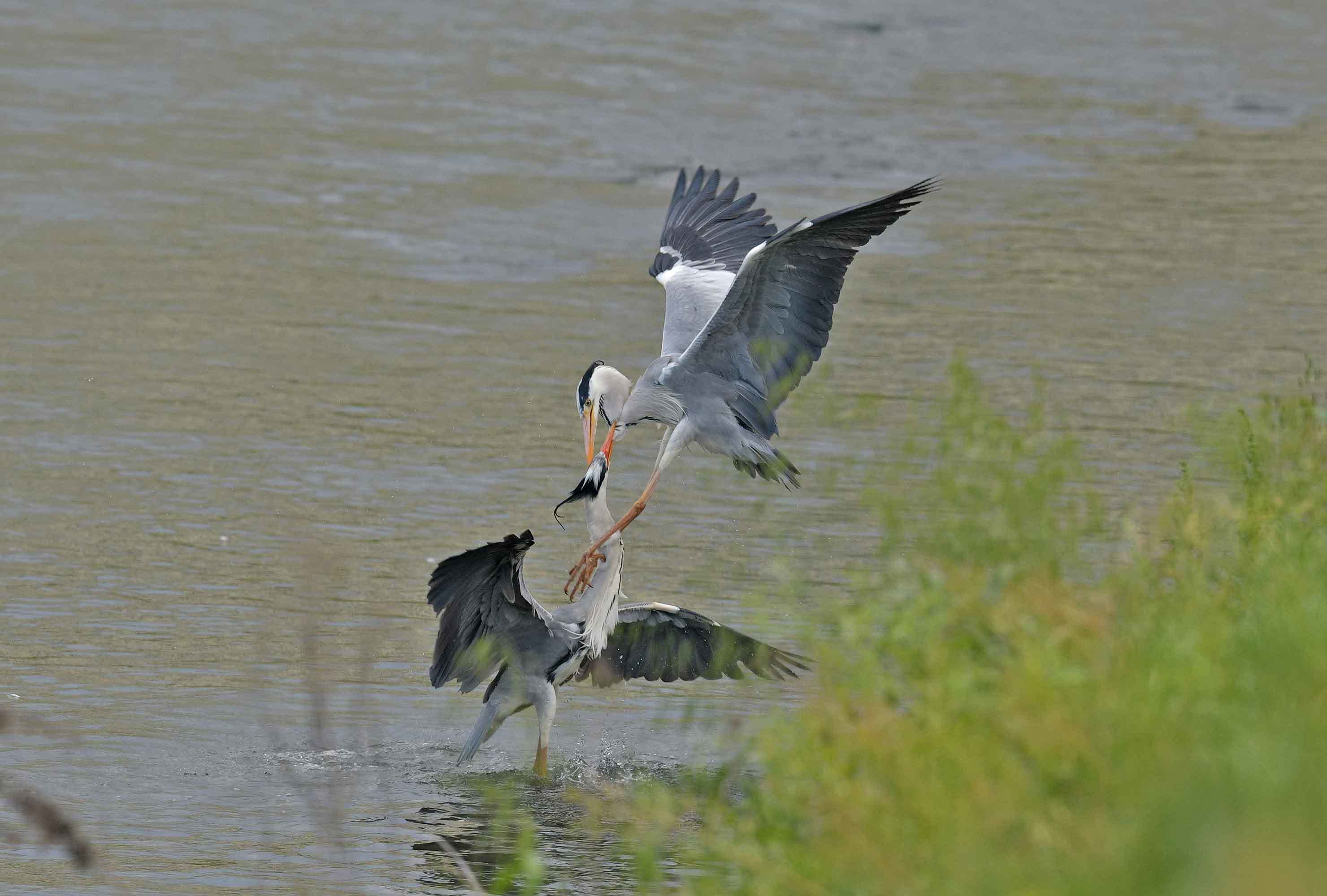 ２０２０年 ４月 アオサギ マルパパ釣行記