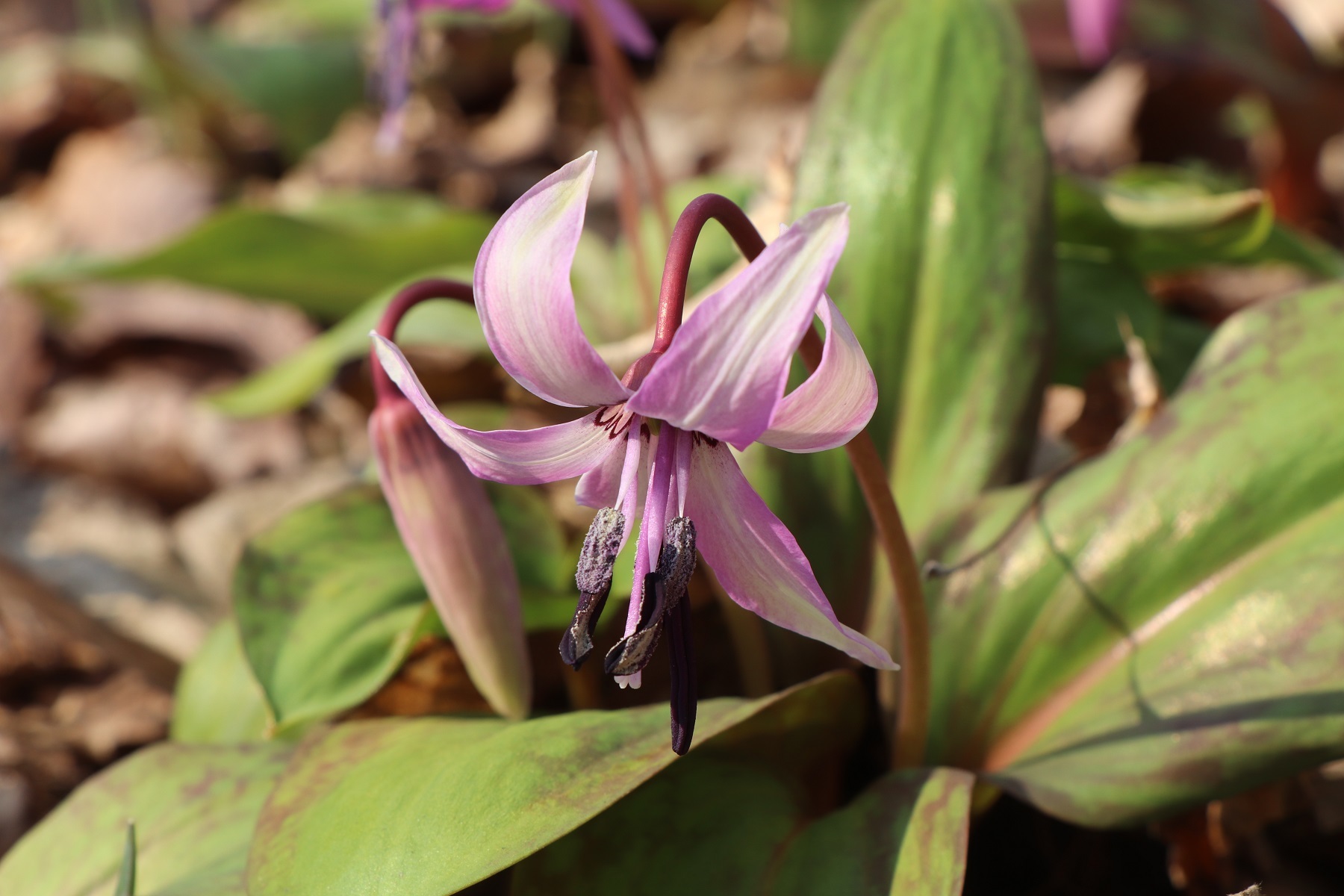 カタクリの花びらは 何枚 突哨山 とっしょうざん 花ごよみ カタクリの花びらは 何枚 突哨山 とっしょうざん 花ごよみ