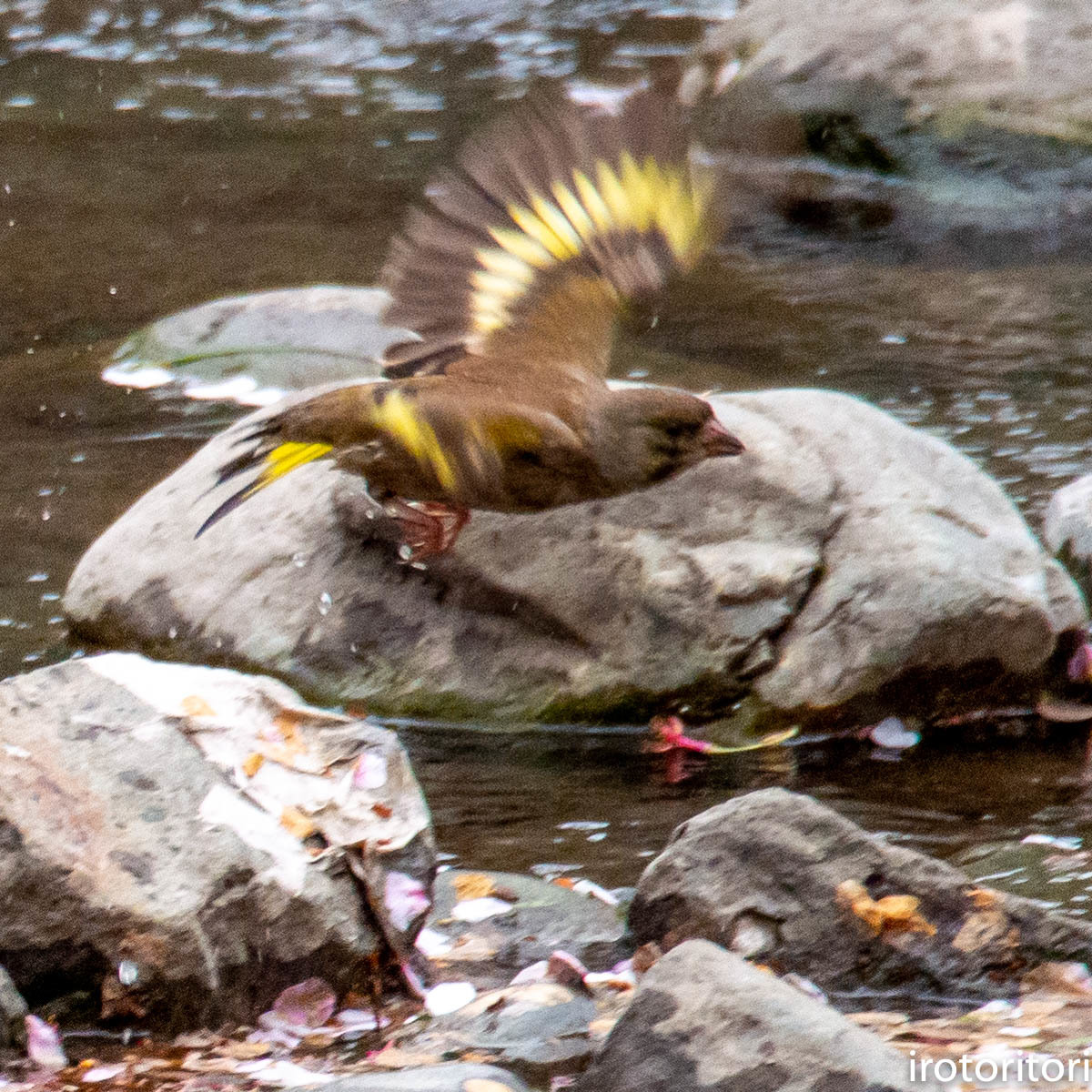 水浴び!! (カワラヒワ) 2020/04/21_d0146592_23540045.jpg