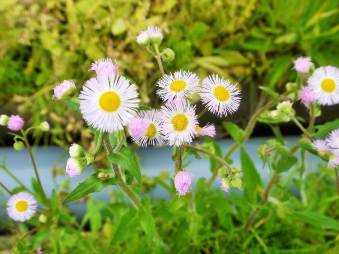 道端の花 リンとヒメの散歩道