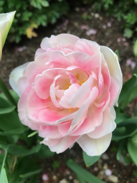 花盛り_f0204295_17061134.jpg