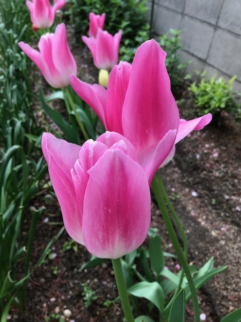 花盛り_f0204295_17062646.jpg
