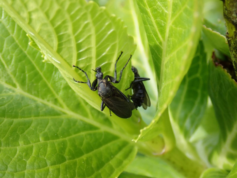 面白いハエみたいな虫 昆虫ブログ むし探検広場 面白いハエみたいな虫 昆虫ブログ むし探検広場