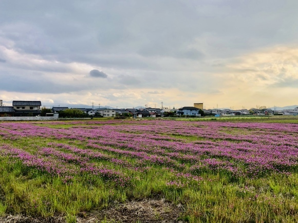 大和郡山のレンゲ畑_c0388708_19245001.jpeg