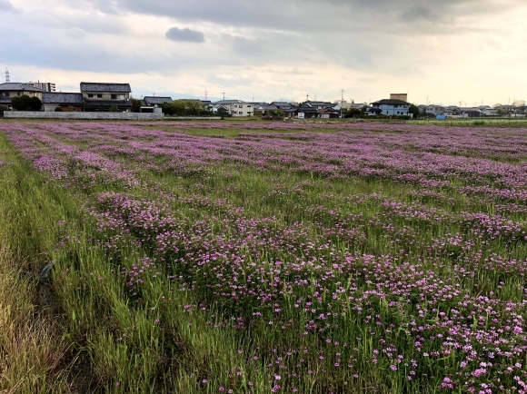 大和郡山のレンゲ畑_c0388708_19251164.jpeg