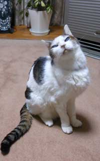 カポックをバッサリ いとしの花と２匹のネコ