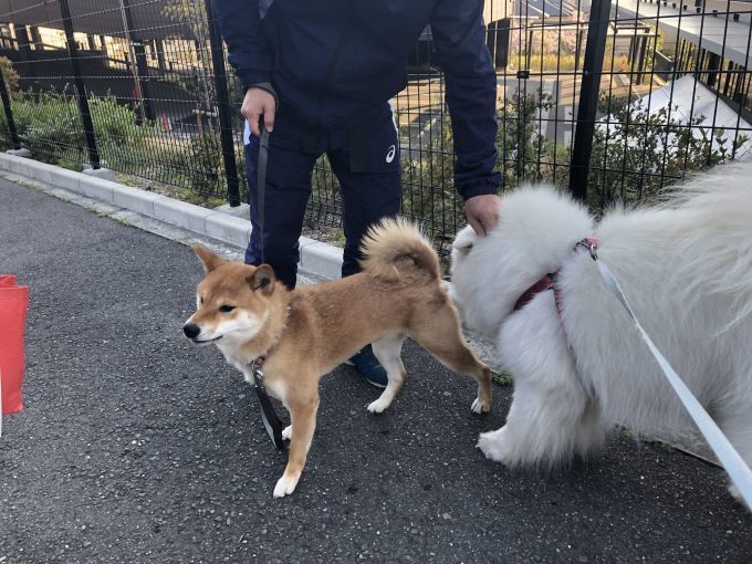 2020年4月前半 インスタ写真集 その2_f0128542_13502492.jpg